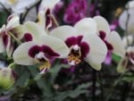 white & purple orchid