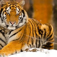 Siberian Tiger