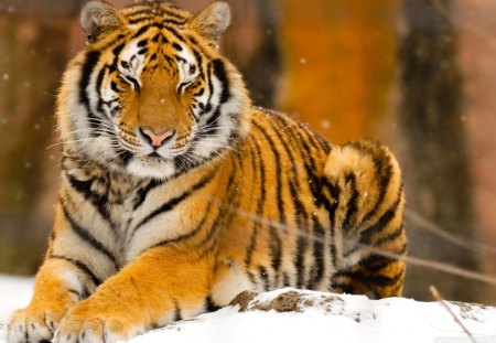 Siberian Tiger - siberian tiger, cats, animals, winter, tiger, beautiful, snow