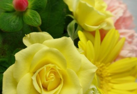 YELLOW FLOWERS - nature, flowers