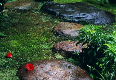 force of nature - flower, beauty