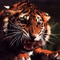 angry wild tiger