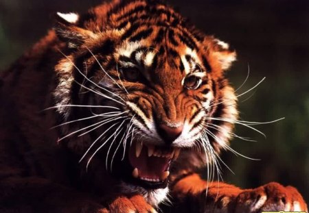 angry wild tiger - tiger, wild