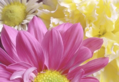 Chrysanthemums - flower, beauty