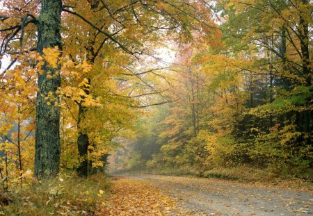 crisp autumn afternoon  vermont - nature, landscape