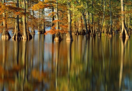 evening light on cypress trees  horseshoe lake  illinois - nature, beauty, landscape