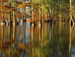 evening light on cypress trees  horseshoe lake  illinois