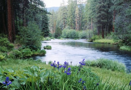 blooming irises  metolius river  deschutes national forest  oregon - nature, beauty, landscape