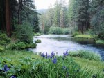 blooming irises  metolius river  deschutes national forest  oregon