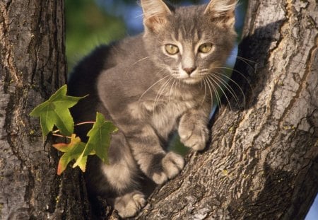 Perched Gray Domestic Shorthair. - gray, domestic