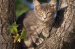 Perched Gray Domestic Shorthair.