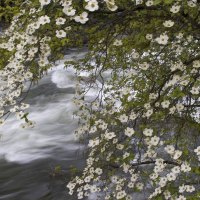 Pacific Dogwoods Over the Merced River Yosemite National Park California
