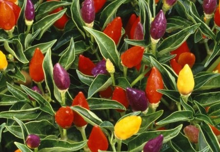 Pepper Plant  - pepper, plant