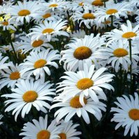 Sallys Daisies