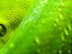 A GREEN SNAKE