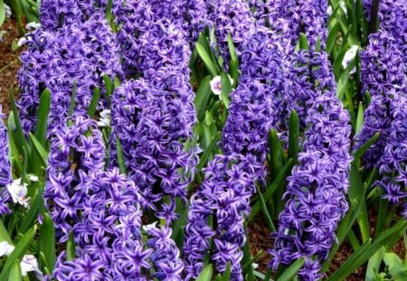 purple flower - flowers, of, my garden, purple