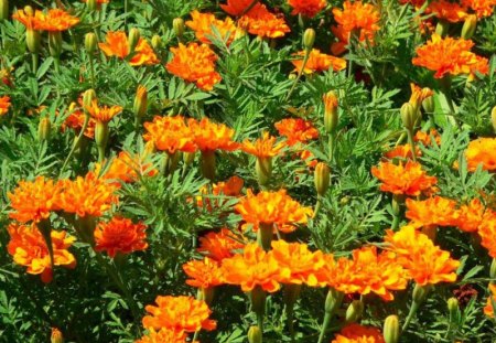 flowers - orange, flowers