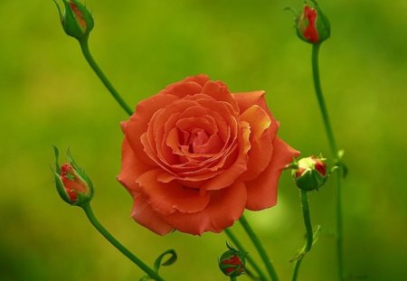 Orange rose - flowers, roses