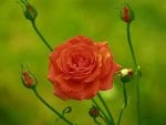 Orange rose