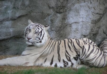 laying around - white, tiger