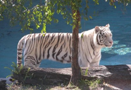 standing around - white, tiger