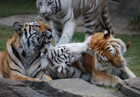 playing - playing around, tigers