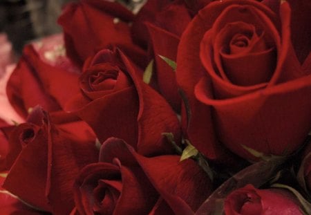 Roses - nature, flowers, red roses