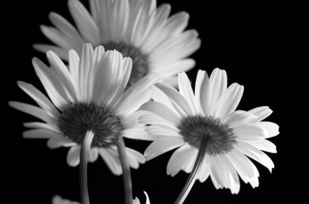 Daisies BW 3050 - daisies, flowers