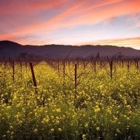 Sunset and Wild Mustard Napa Valley Vineyards California