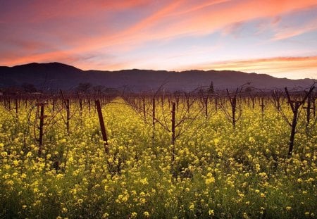 Sunset and Wild Mustard Napa Valley Vineyards California - sunset, evening