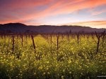 Sunset and Wild Mustard Napa Valley Vineyards California