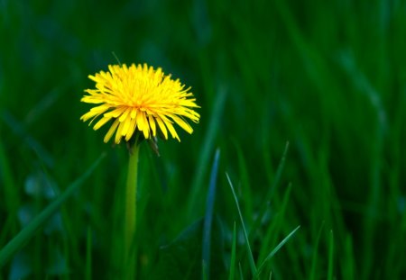 dandelion - flower, beauty