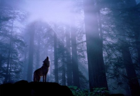 Howling wolf - middle of the forest, howling wolf in the dark