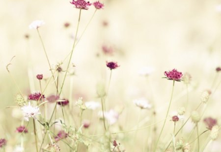 FLOWER FIELD - flowers, fields, nature