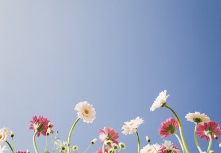 monitor garden - nature, sun, colorful, grass, flower