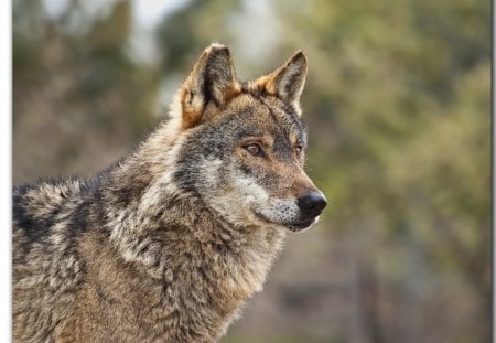 Iberian Wolf - grey wolf, spain, wolf, iberian, animals, wolves