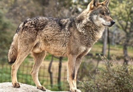 Iberian Wolf - wolf, wolves, spain, iberian, animals, grey wolf