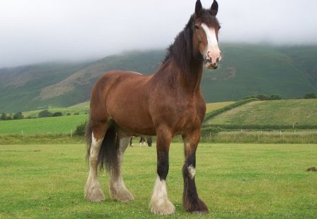 Powerful Shire - horses, england, shire, draught horse, animals, english horse