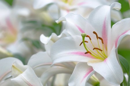 Lilies~A Symbol of Easter