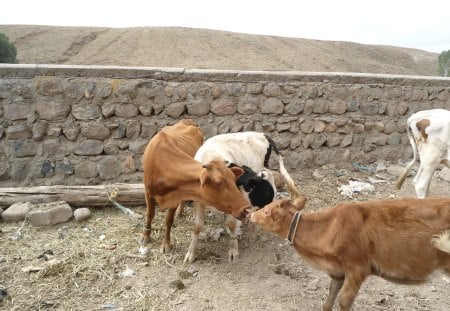 Loving mother and child - mother, child, cow, loving