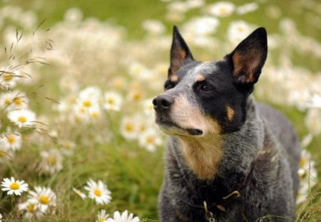 Dog - face, pretty, playful dog, cute, animals, beauty, beautiful, sweet, puppy, bubbles, playful, dogs, puppies, pay, lovely, dog face