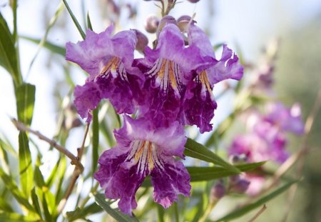 Desert flower - purple, green, desert, flowers, willow