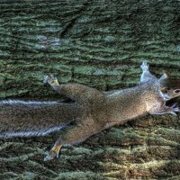 squirrel on a tree trunk