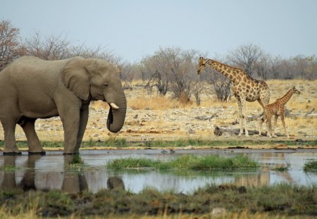 elephant and giraffe - tree, elephant, giraffe, river