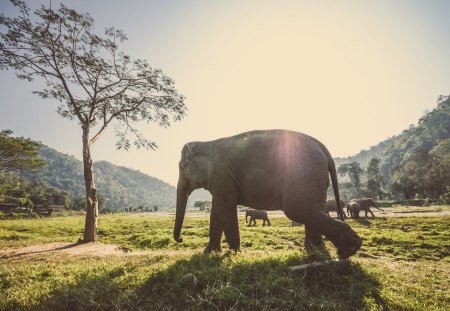 elephants - elephants, tree, sun, wild