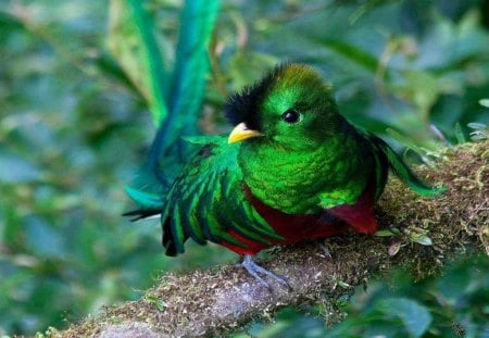 Beautiful national bird from Guatemala!