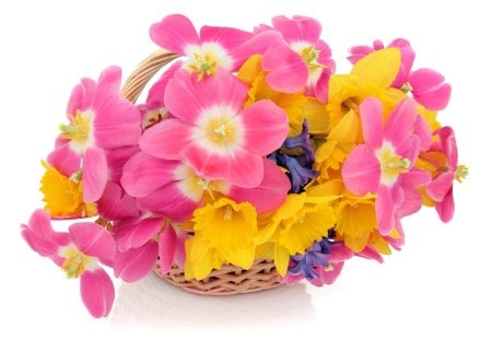 *** Basket of spring *** - nature, flowers, flower, spring