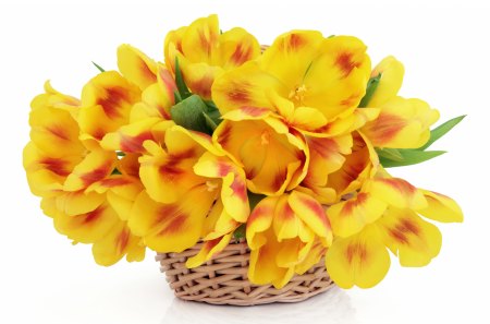 *** Tulips and spring time  *** - nature, yellow, tulips, flower, spring