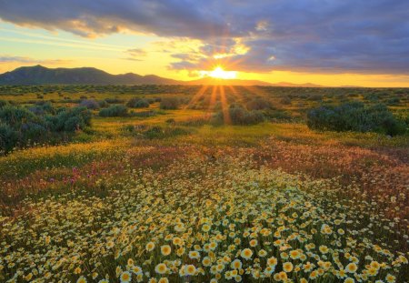 wonderful fields of wild flowers at sunrise - mountains, clouds, flowers, fields, sunrise