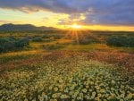 wonderful fields of wild flowers at sunrise